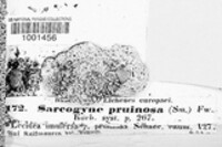 Sarcogyne pruinosa image